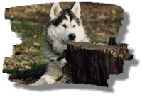 Malamute in Beobachterposition